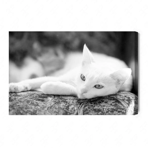 Obraz na płótnie czarno biały kot 100x70 cm ponadczasowa ozdoba wnętrza obraz w stonowanej kolorystyce wysoka jakość wykonania