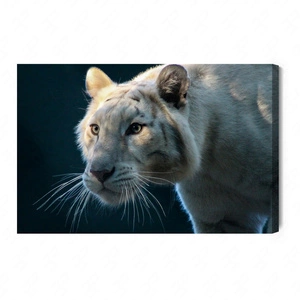 Obraz na płótnie biały tygrys 100x70 cm ponadczasowa ozdoba każdego wnętrza obraz w stonowanej kolorystyce wysoka jakość wykonania