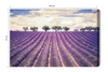 Obraz na płótnie lawendowe pole 100x70 cm ponadczasowa ozdoba każdego wnętrza obraz w wyrazistej kolorystyce wysoka jakość wykonania