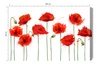 Obraz na płótnie czerwone maki 100x70 cm ponadczasowa ozdoba każdego wnętrza obraz w wyrazistej kolorystyce wysoka jakość wykonania