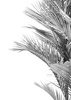 Plakat czarno białe liście palmowe 70x100 plakat w ramie precyzyjny wydruk ze stylową grafiką doskonała dekoracja salonu lub sypialni