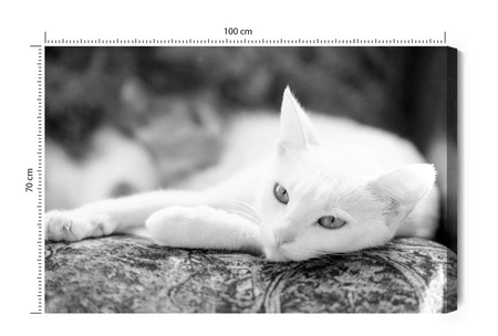Obraz na płótnie czarno biały kot 100x70 cm ponadczasowa ozdoba wnętrza obraz w stonowanej kolorystyce wysoka jakość wykonania