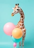 Plakat żyrafa z balonami 70x100 plakat w ramie precyzyjny wydruk ze stylową grafiką doskonała dekoracja do pokoju dziecięcego