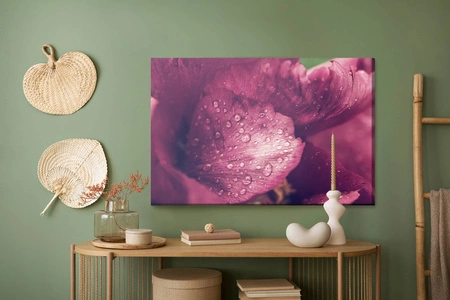 Obraz na płótnie piwonie z rosą 100x70 cm ponadczasowa ozdoba każdego wnętrza obraz w wyrazistej kolorystyce wysoka jakość wykonania