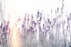 Obraz na płótnie kwitnąca lawenda 100x70 cm ponadczasowa ozdoba wnętrza obraz w stonowanej kolorystyce wysoka jakość wykonania