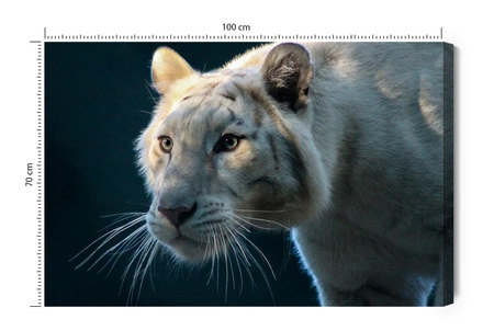 Obraz na płótnie biały tygrys 100x70 cm ponadczasowa ozdoba każdego wnętrza obraz w stonowanej kolorystyce wysoka jakość wykonania