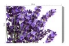 Obraz na płótnie malowana lawenda 100x70 cm ponadczasowa ozdoba wnętrza obraz w stonowanej kolorystyce wysoka jakość wykonania