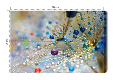 Obraz na płótnie dmuchawiec z kolorową rosą 100x70 cm ozdoba każdego wnętrza obraz w wyrazistej kolorystyce wysoka jakość wykonania