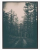 Plakat droga w mrocznym lesie 70x100 plakat w ramie precyzyjny wydruk ze stylową grafiką doskonała dekoracja do salonu lub sypialni