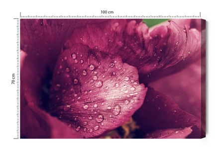 Obraz na płótnie piwonie z rosą 100x70 cm ponadczasowa ozdoba każdego wnętrza obraz w wyrazistej kolorystyce wysoka jakość wykonania