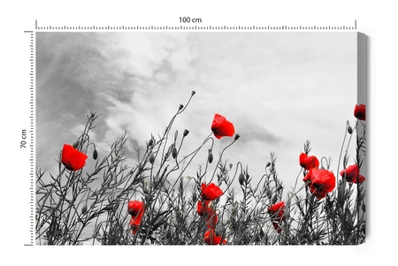 Obraz na płótnie maki na czarno białym tle 100x70 cm ozdoba każdego wnętrza obraz w wyrazistej kolorystyce wysoka jakość wykonania