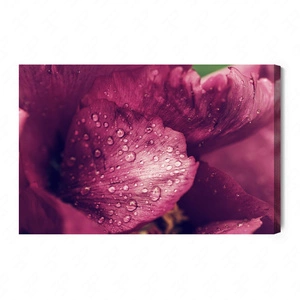 Obraz na płótnie piwonie z rosą 100x70 cm ponadczasowa ozdoba każdego wnętrza obraz w wyrazistej kolorystyce wysoka jakość wykonania